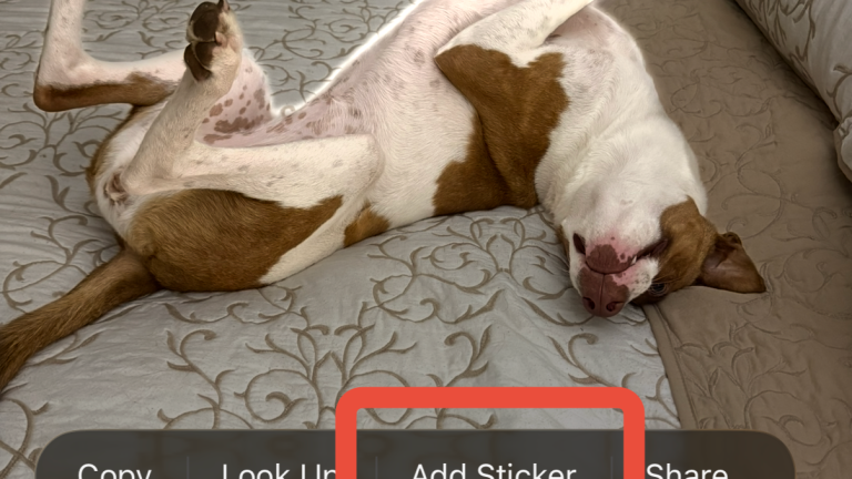 A brown and white dog on a bed.