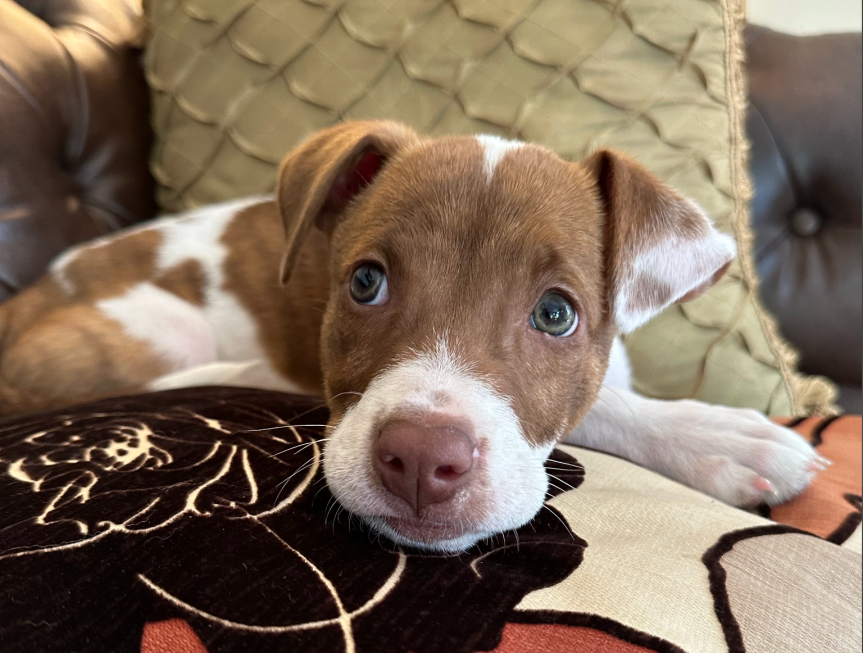 A cute brown and white dog resting on a pillow.
