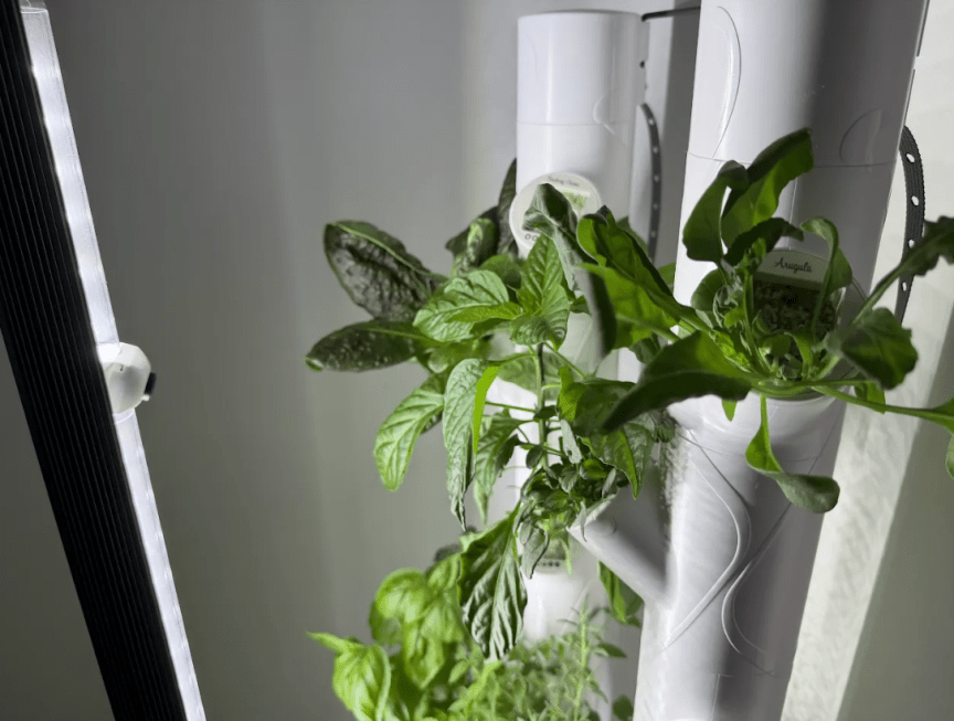 Gardyn Studio sprouts