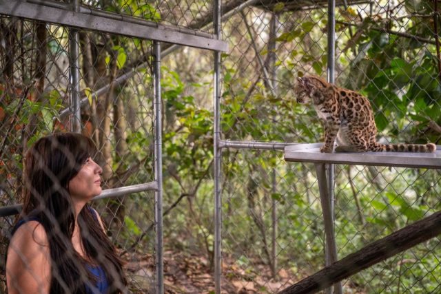 Congratulations, World: A New Supercute Cat Species Has Been Found