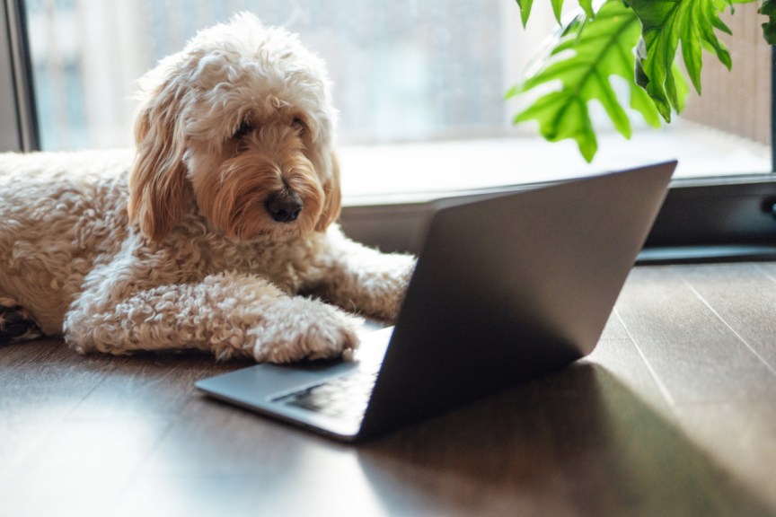 Dog at laptop computer